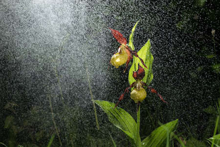 Ladys Slipper Orchid bloom in the pouring rain like snowing. Blossom and water drops like snow. Yellow with red petals blooming flower in natural environment. Lady Slipper, Cypripedium calceolus.の写真素材