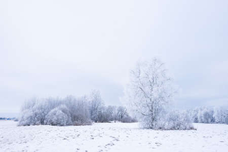 Icy cold winter in the forest. Frosty wood and ground.  Freeze temperatures in nature. Snowy natural environment. Trees, snow and sky.の写真素材