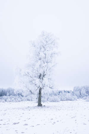 Icy cold winter in the forest. Frosty wood and ground. Freeze ...