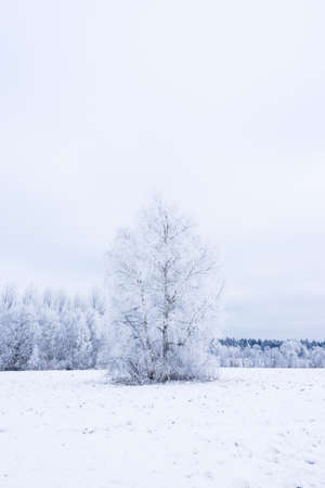Icy cold winter in the forest. Frosty wood and ground.  Freeze temperatures in nature. Snowy natural environment. Trees, snow and sky.の写真素材