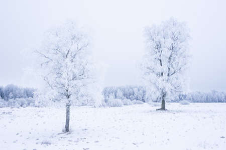 Icy cold winter in the forest. Frosty wood and ground.  Freeze temperatures in nature. Snowy natural...