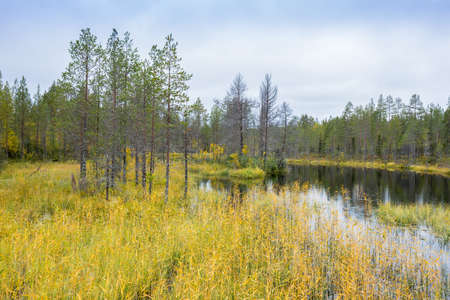Forests and lakes view in autumn. Fall colors - ruska time in Iivaara. Oulanka national park in Finland. Lapland, Nordic countries in Europeの写真素材