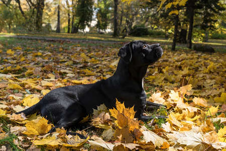Portrait of a Cane Corso dog breed on a nature background. Dog playing on the grass with colored leaves in autumn. Italian mastiff puppy.の写真素材