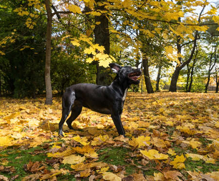 Portrait of a Cane Corso dog breed on a nature background. Dog playing on the grass with colored leaves in autumn. Italian mastiff puppy.の写真素材