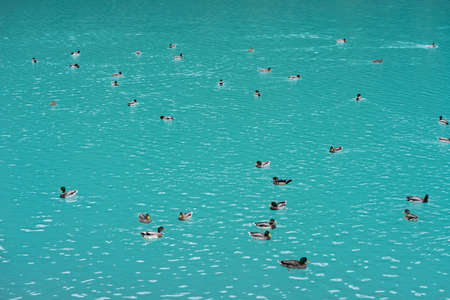 Ducks in the lake. Birds in blue waterの写真素材