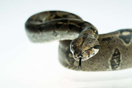 Colombian Boa. Tropical brown constrictor.  Snake skin with yellow and black spots on a white...