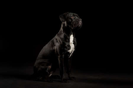 Portrait of a Cane Corso dog breed on a black background. Italian mastiff puppy.の写真素材