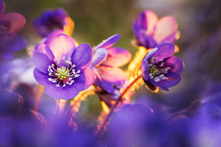 Pennywort blossom. Blooming liverwort flower and blue petals. Kidneywort in natural environment....