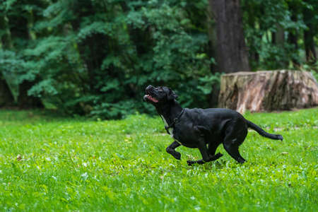 Portrait of a Cane Corso dog breed on a nature background. Dog running and playing ball on the grass in summer. Italian mastiff puppy.の写真素材