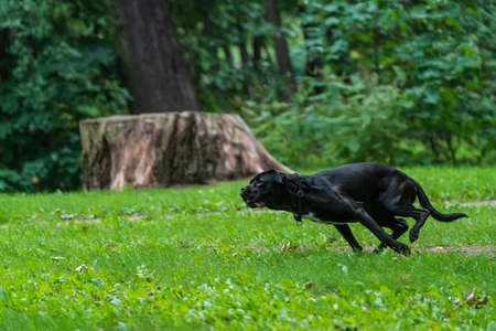 Portrait of a Cane Corso dog breed on a nature background. Dog running and playing ball on the grass in summer. Italian mastiff puppy.の写真素材
