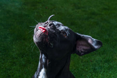 Portrait of a Cane Corso dog breed on a nature background. Dog running and playing ball on the grass...