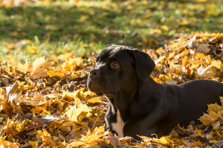 Portrait of a Cane Corso dog breed on a nature background. Dog playing on the grass with colored leaves in autumn. Italian mastiff puppy.の写真素材
