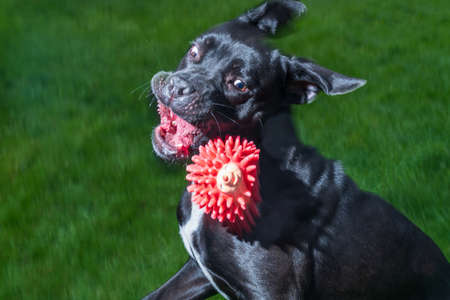 Portrait of a Cane Corso dog breed on a nature background. Dog running and playing ball on the grass...