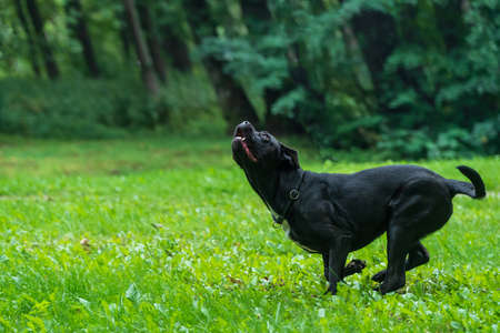 Portrait of a Cane Corso dog breed on a nature background. Dog running and playing ball on the grass in summer. Italian mastiff puppy.の写真素材