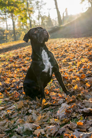 Portrait of a Cane Corso dog breed on a nature background. Dog playing on the grass with colored leaves in autumn. Italian mastiff puppy.の写真素材