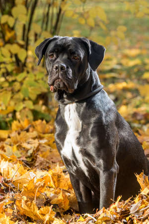 Portrait of a Cane Corso dog breed on a nature background. Dog playing on the grass with colored...