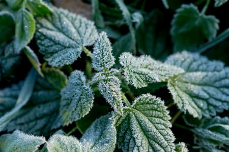 Urtica. Frosty green nettle leaves in autumn, natural environment  backgroundの写真素材
