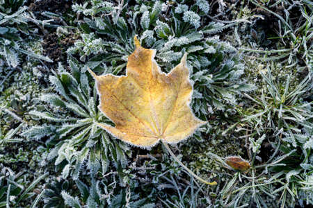 Colored maple leaves. Frosty yellow autumn leaves. Natural environment  backgroundの写真素材