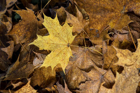 Colored maple leaves. Frosty Yellow autumn leaves. Natural environment  background