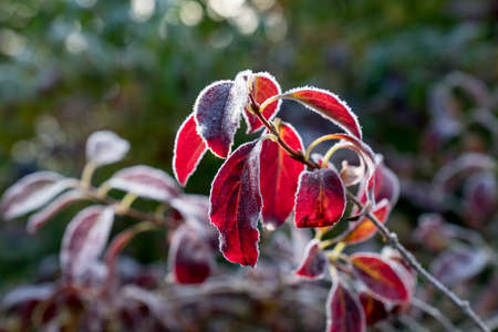 Berberis vulgaris. Frosty common barberry red leaves in autumn, natural environment  backgroundの写真素材