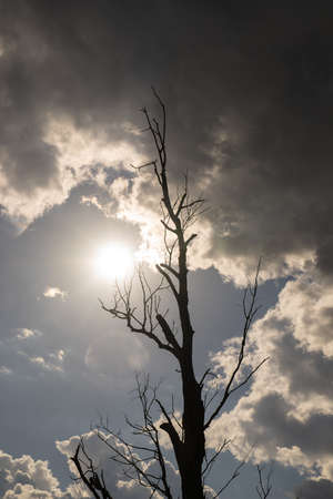 Bare tree on sky background. The sun is falling behind the clouds of storm. Natural environment  backgroundの写真素材