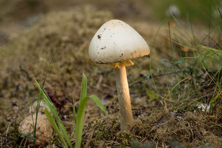 Amanita virosa. destroying angel is deadly poisonous  basidiomycete fungus. White mushroom, natural environment backgroundの写真素材