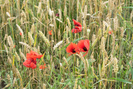 Red long-headed poppy field, blindeyes, Papaver dubium. Blooming flower in a natural environmentの写真素材