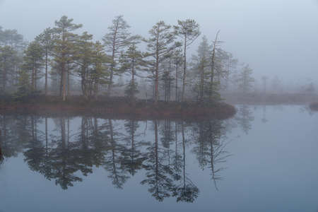 Sunrise in the bog landscape. Misty marsh, lakes nature environment backgroundの写真素材