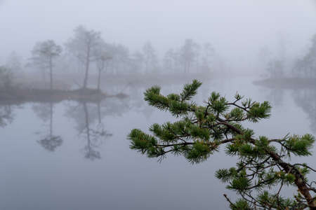 Sunrise in the bog landscape. Misty marsh, lakes nature environment backgroundの写真素材