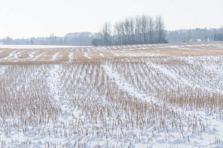 Snowy reed field landscape. Natural winter background pattern.の写真素材