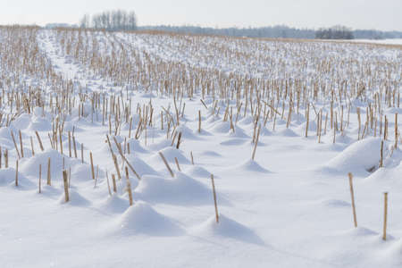 Snowy reed field landscape. Natural winter background pattern.の写真素材