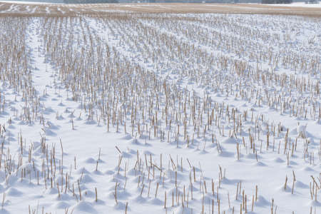 Snowy reed field landscape. Natural winter background pattern.の写真素材