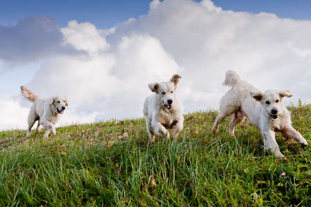 Labrador Retriever running in a grass field. Dog walking and playing in park. Happy pet in the wildの写真素材