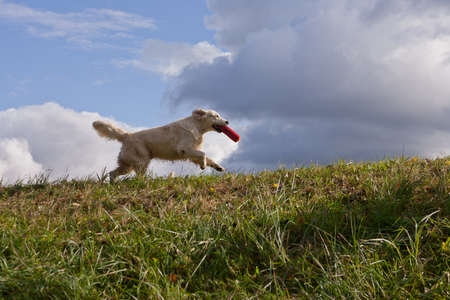 Labrador Retriever running in a grass field. Dog walking and playing in park. Happy pet in the wild