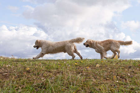 Labrador Retriever running in a grass field. Dog walking and playing in park. Happy pet in the wildの写真素材