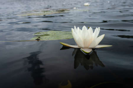 Nymphaea alba bloom. Water lily blossom among green leaves and blue water. White lotus with yellow pollen in bog. Blooming flower in natural swamp environment.の写真素材