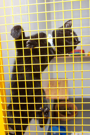 Cat in animal shelter behind the cageの写真素材