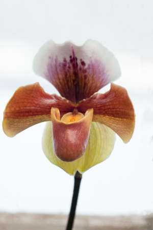 Purple mottled and spotted orchid stem. Lilac flower bloom branch. Orchidaceae blooming blossom focus stack on isolated white backgroundの写真素材