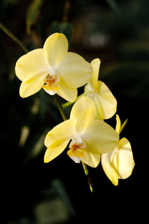 Purple mottled and spotted orchid stem. Lilac flower bloom branch. Orchidaceae blooming blossom focus stack on isolated white backgroundの写真素材