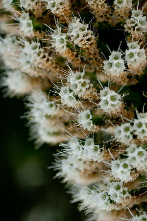 A green cactus with sharp thorns, succulent plants.の写真素材