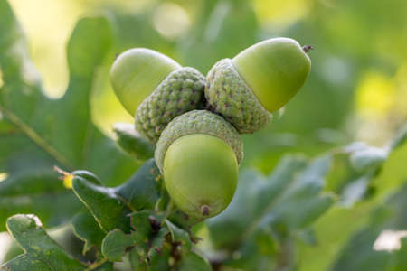 Green oak tree and acorns, nature environment backgroundの写真素材