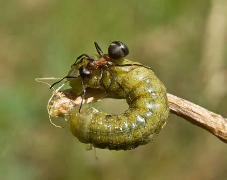 Green caterpillar and ants on the sandの写真素材