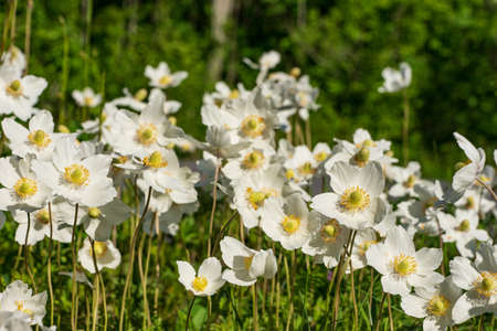 White blooming flower in natural environment. Anemone sylvestris, in English wood anemone,...