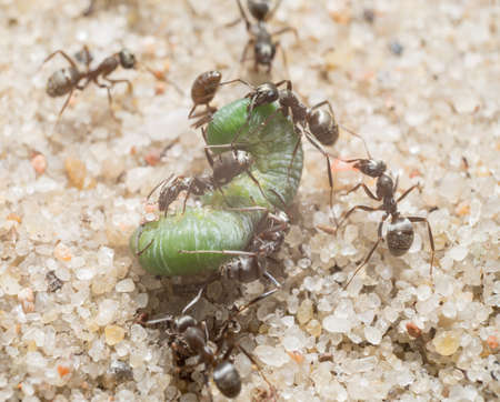 Green caterpillar and ants on the sandの写真素材
