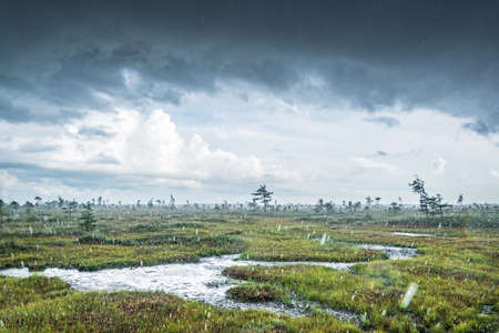Sunset in the bog, golden marsh, lakes and nature environment. Sundown evening light and rain