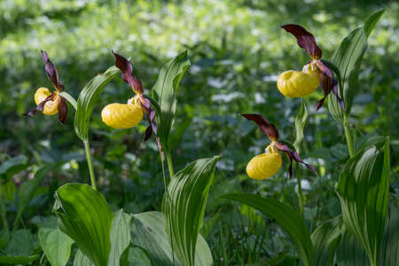 Lady's Slipper Orchid flower. Yellow with red petals blooming flower in natural environment. Lady Slipper blossom bloom. Cypripedium calceolus.の写真素材