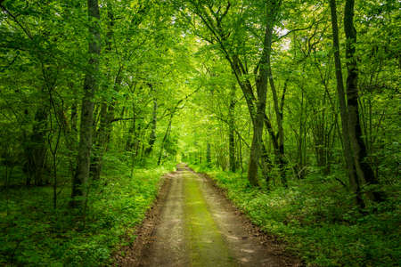 Trail in the woods in beautiful spring landscape. Walking path in the mixed forest.の写真素材