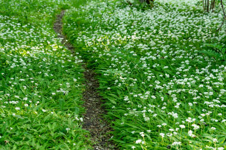 White blooming flower in natural environment. Allium ursinum, Wild garlic. 