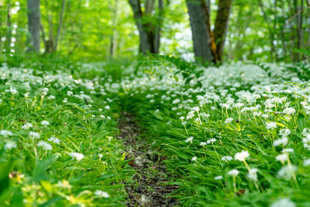 White blooming flower in natural environment. Allium ursinum, Wild garlic.の写真素材