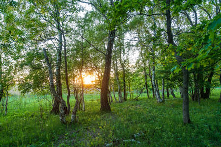 Forest in summer colors. Green colored deciduous trees in golden sunlight. Laelatu, Estonia, Europeの写真素材